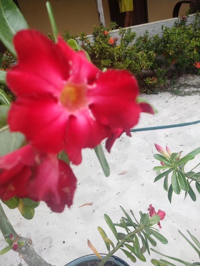 Pousada Flor Do Deserto - Mandacaru Santo Amaro do Maranhao Exteriör bild